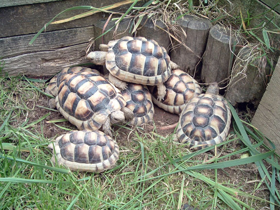  sano tartaruga radiata Geochelone in vendita  (T. hermanni boettgeri) (T. graeca ibera  (T. margina