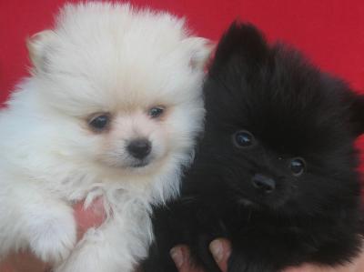 2 Toy Pomeranian cucciole con Pedigree