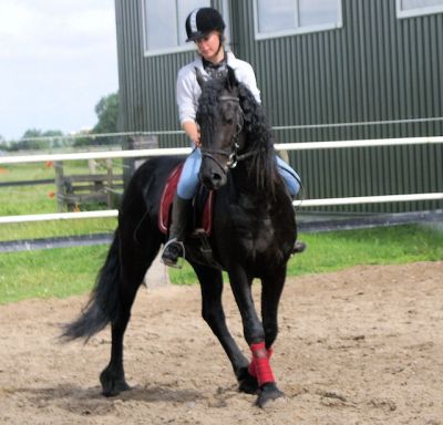 Buon cavallo frisain maschio in vendita