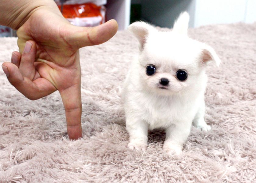   regalo cuccioli di chihuahua disponibili per l'adozione