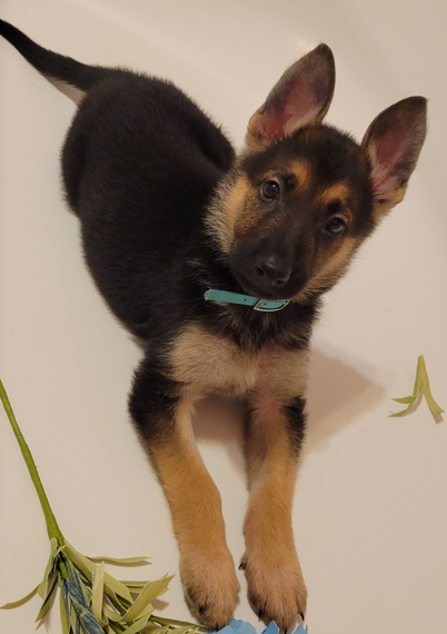  Regalo Pastore tedesco cuccioli introvabili cuccioli di Pastore tedesco intelligenti e dolcissimi a