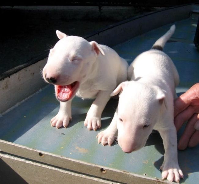 Molto bella e sani cuccioli di miniature bull terrier per adozione maschi e femmine   disponibili (g