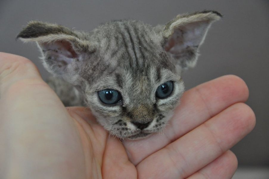  gattini Devon rex   ( per regalo )