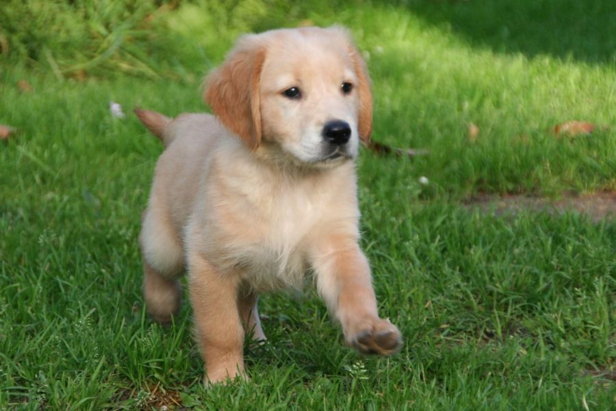 Cuccioli di golden retriever  per adozione ( maschio e femmina )