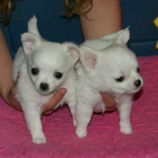 Adorabili cuccioli di micro chihuahua femminucce e maschietti disponibili per l'adozione 