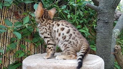  REGALO  bellissimi cucciolata di bengala  bellissimi cucciolata di bengala visibili i genitori pren