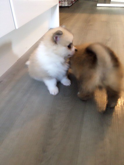 Regalo cuccioli di volpino Pomerania con pedigree Disponibilit� cuccioli di diverse colori,vengono c
