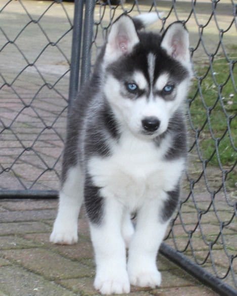  cuccioli di Sibarian husky  ( per regalo )