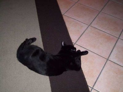 Anakin gatto docile cerca una famiglia