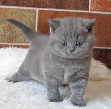British Shorthair (Regalo Regalo)