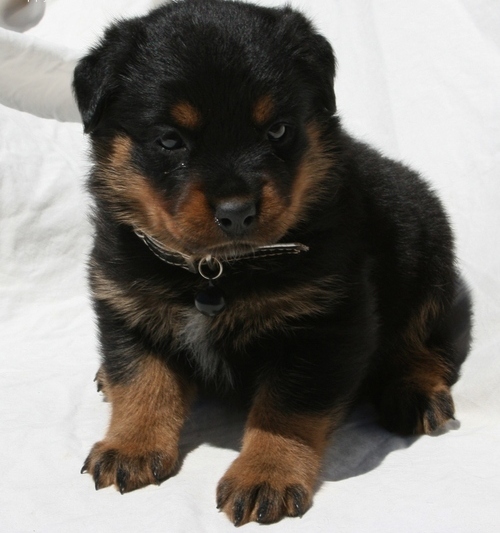  Molto bella e sani cuccioli di ROTTWEILER  per adozione maschi e femmine disponibili (gratis) per f