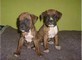 Cuccioli di BOXER disponibili.