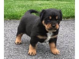 Abbiamo disponibili cuccioli di rottweiler Maschietti e Femminucce