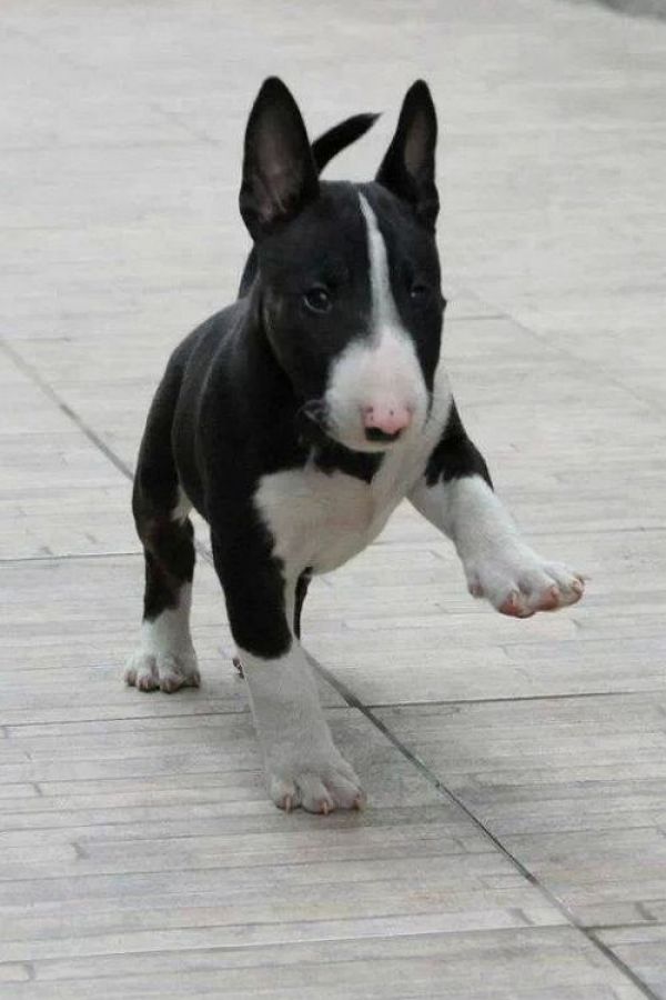  REGALO Bull Terrier cuccioli per l'adozione  Abbiamo di razza Bull Terrier cuccioli per l'adozione.