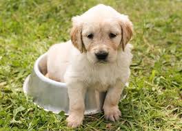 Bellissimi cuccioli di Golden Retriever
