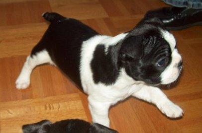 Cuccioli di Boston terrier femminucce e maschietti disponibili per l'adozione