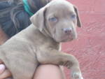 cuccioli pitbull red nose