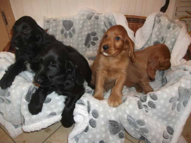 REGALO Cuccioli Coker Spaniel