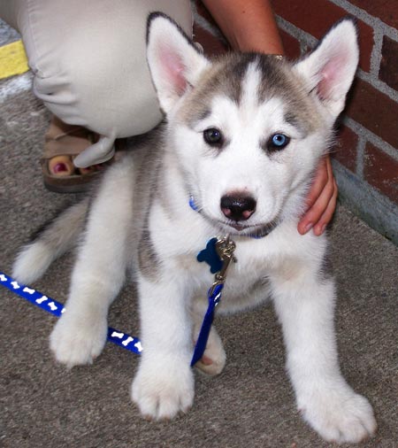 Bellissimo cuccioli di siberian husky