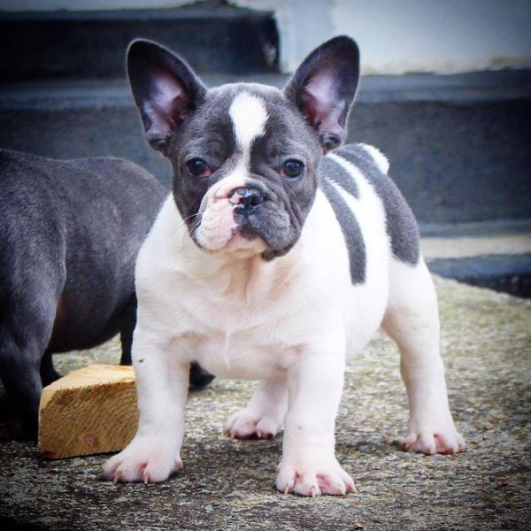 Cuccioli di razza bulldog francese per adozione 