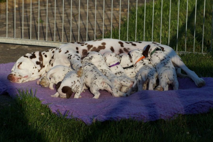  cuccioli di dalmata per adozione per adozione ( regalo )
