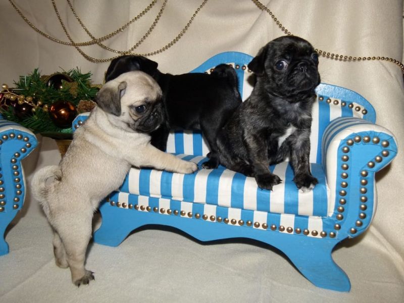  cuccioli di Bulldog Francese per adozione ( maschio e femmina )