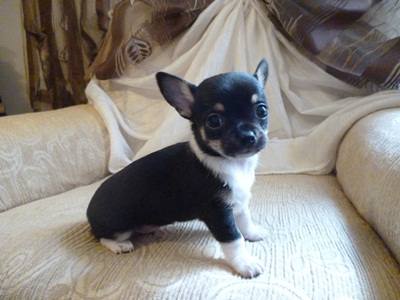 chihuahua cucciolo vendo