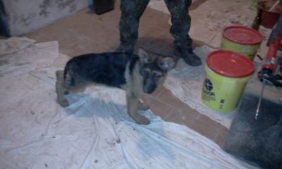 BELLISSSIMA CUCCIOLA PASTORE TEDESCO ,3 MESI