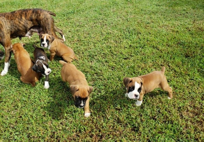 REGALO: cuccioli maschi e femmine Boxer 