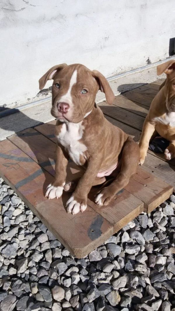 Molto bella e sani  cuccioli di pitbull per adozione maschi e femmine disponibili (gratis)