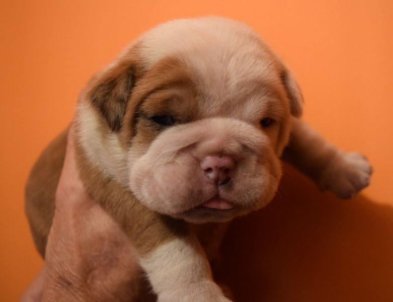 Bella Bulldog inglese cuccioli