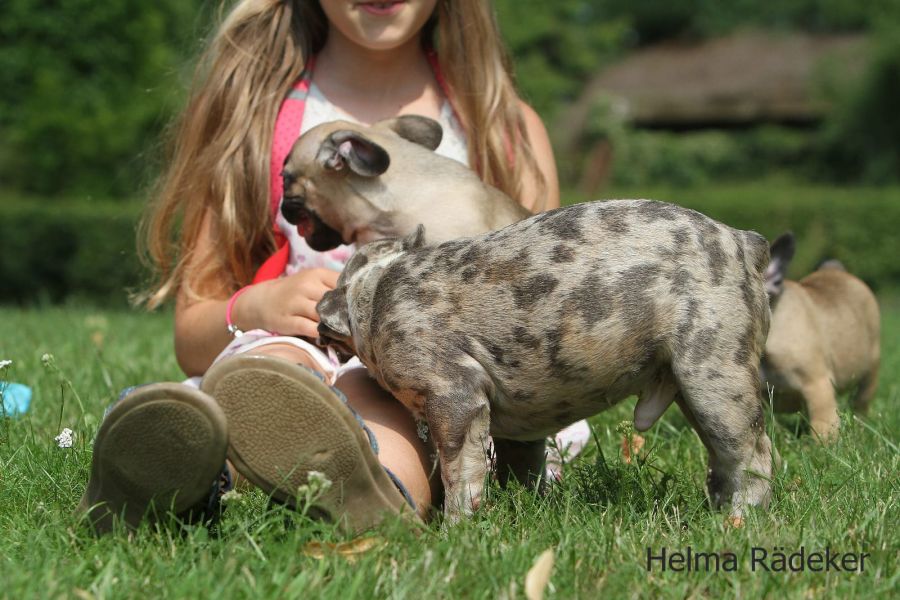 Cuccioli di razza bulldog francese per adozione 