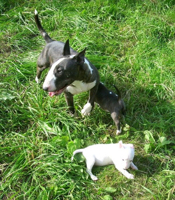 Molto bella e sani cuccioli di miniature bull terrier per adozione maschi e femmine disponibili (gra
