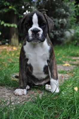 BOXER DELLA VALLE DEI SENSI-ALLEVAMENTI BOXER MILANO-CUCCIOLI BOXER VENDO-SELEZIONE BOXER- E.N.C.I 