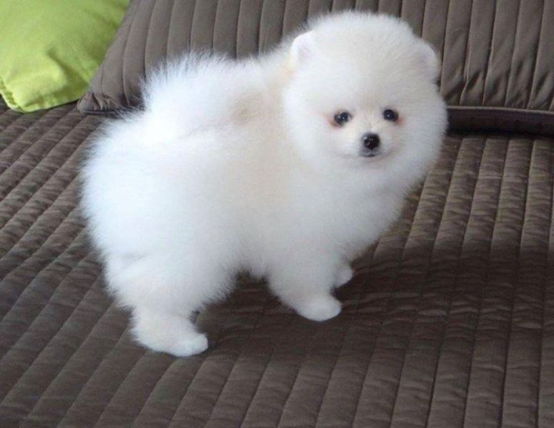 REGALO cuccioli pomeranian