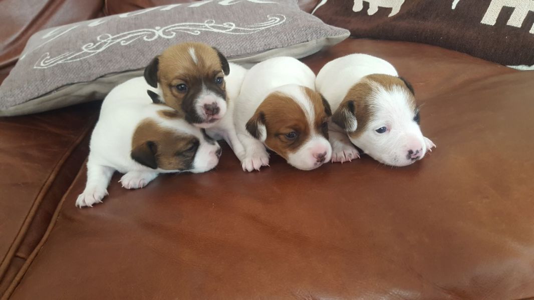  REGALO JACK RUSSELL CUCCIOLI Sono disponibile due bellissime cuccioli jack russell . Alta genealogi