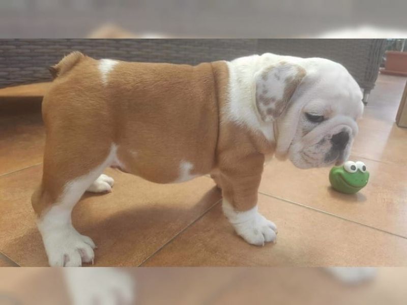 2  Adorabili cuccioli di bulldog inglese