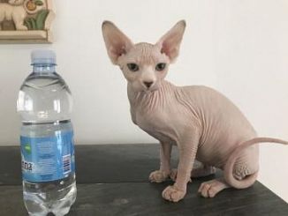 REGALO gattini sphynx  ora abbiamo i seguenti gatti sphynx  disponibili  per ulteriori informazioni 