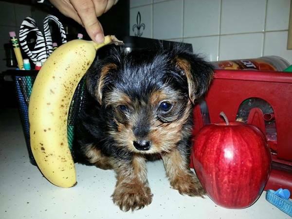 Cuccioli yorkshire toy