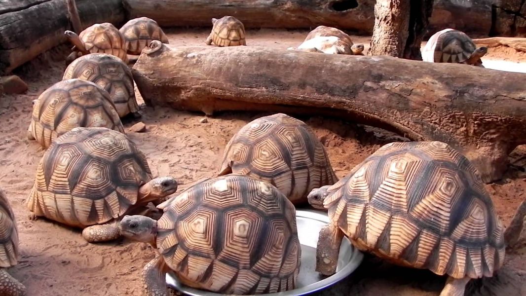 Sano tartaruga radiata Geochelone  (T. hermanni boettgeri) (T. graeca ibera (T. marginata marginata)