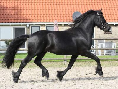 Cavallo stallone frisone
