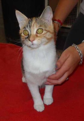 Bea, dolcissima micia tricolore