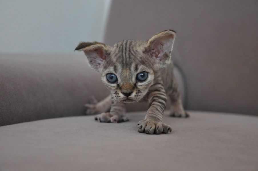  gattini Devon rex   per adozione ( regalo  )