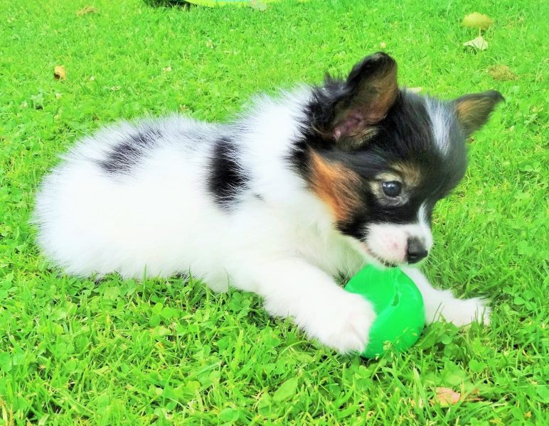  cuccioli di papillon  ( per regalo )