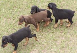 Adorabili cuccioli di pinscher femminucce e maschietti disponibili per l'adozione cuccioli sono vacc