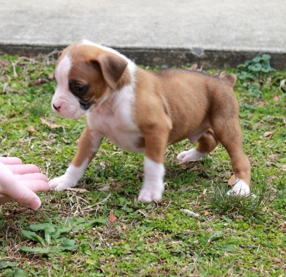 Regalo Cuccioli di Boxer