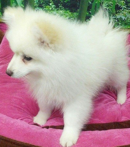 SPITZ NANO TEDESCO cucciole