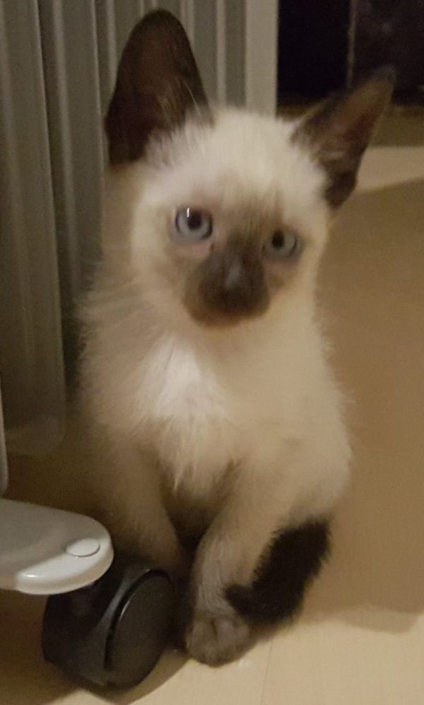 Siamese kitten  per adozione ( maschio e femmina )