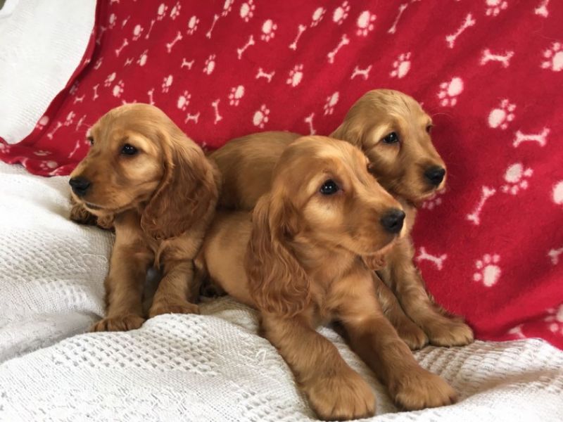 REGALO Cuccioli Coker Spaniel