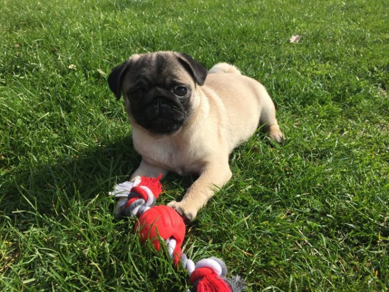 Regalo Cuccioli di Carlino